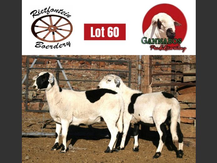 FRB24-147 | Rietfontein Boerdery