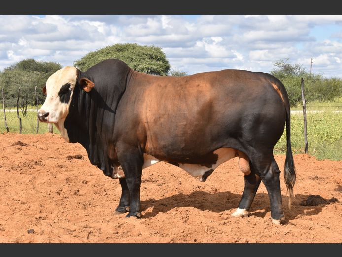 HB2261C | RUMBA SIMBRA