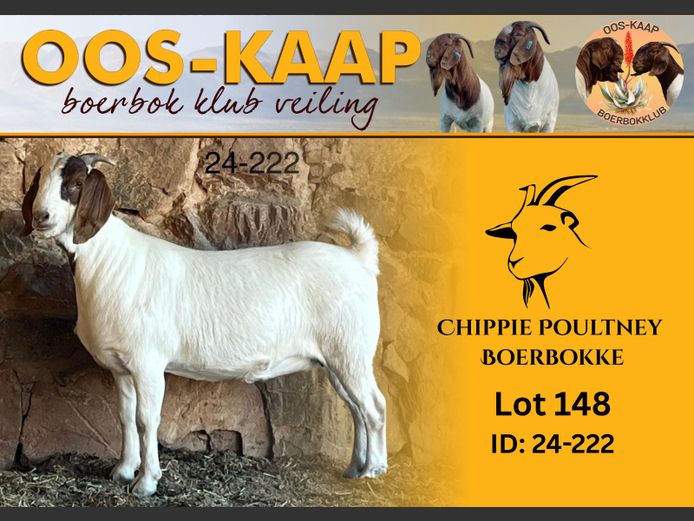 24-222 | Chippie Poultney