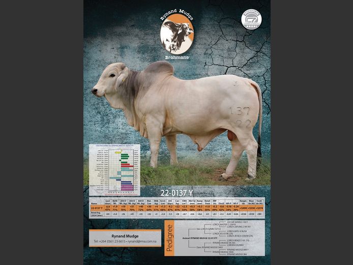 22-0137Y | RYNAND MUDGE BRAHMAN