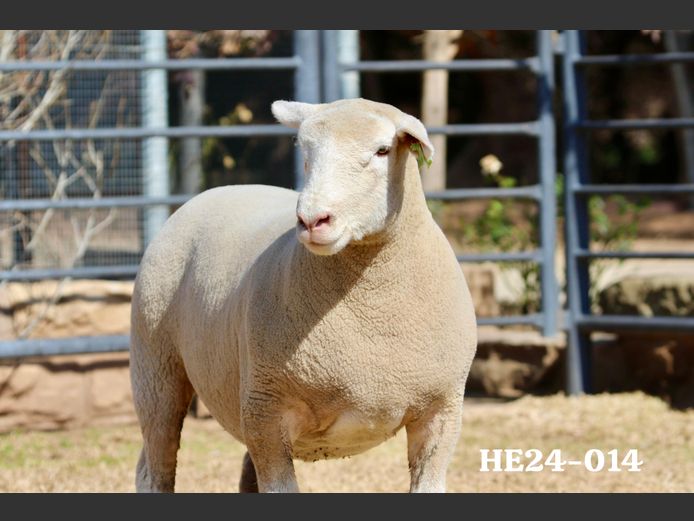 HE 240014 | EKSTEEN’S HATARI DORMER STUD
