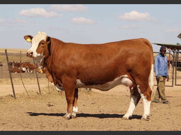 E22213 | EE SCHULENBURG