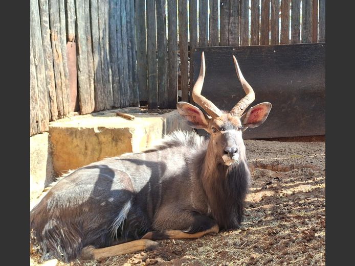 NYALA 25” | JACO DE KOK