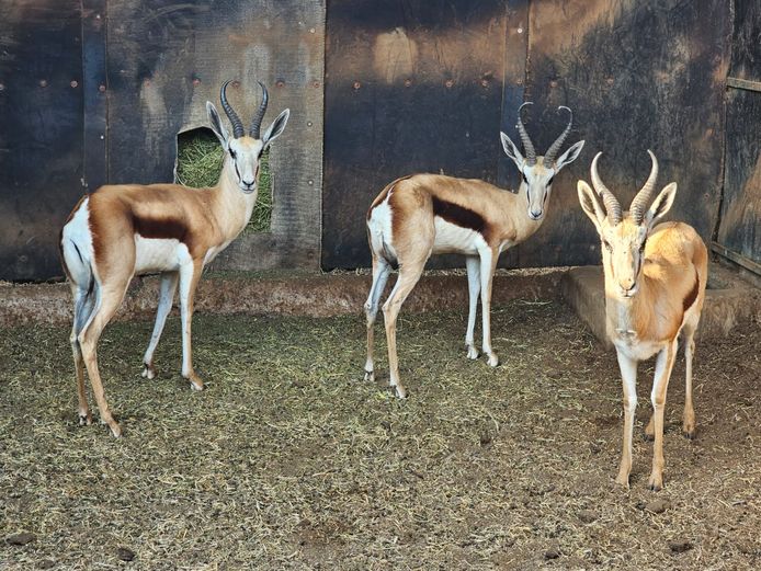 SPRINGBOK | DE KOCK BDY