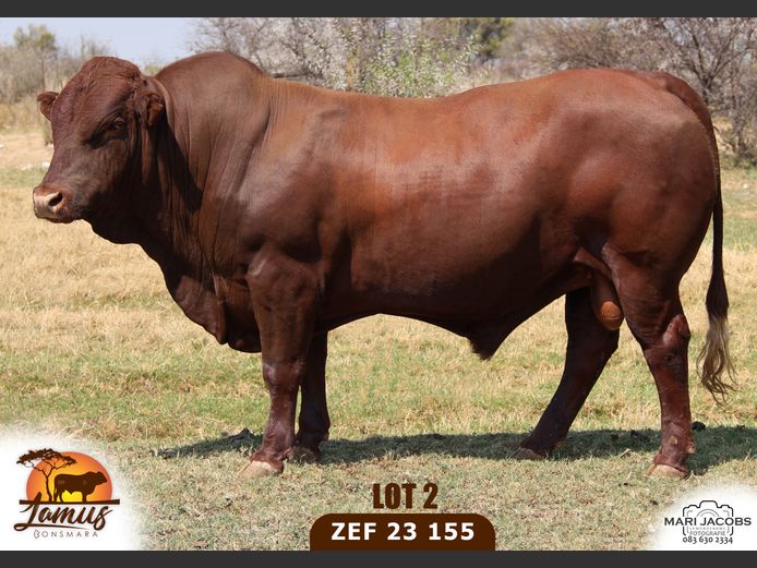 ZEF230155 HH(c) | LAMUS BONSMARA