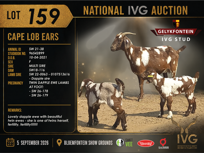 SW21-38 | GELYKFONTEIN STUD