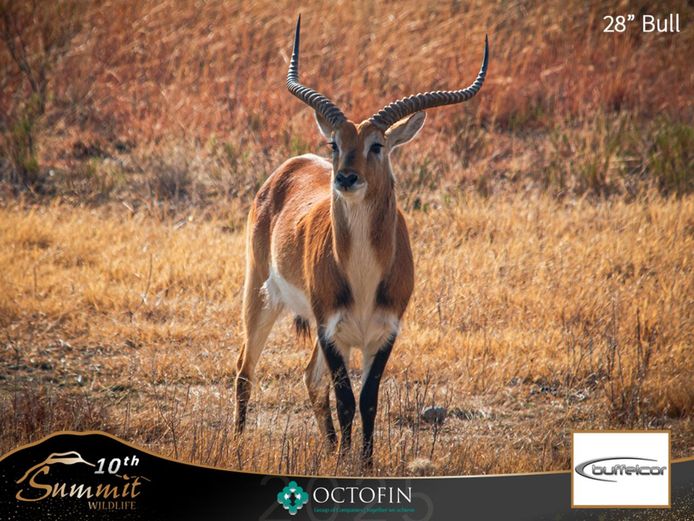 Lechwe Group