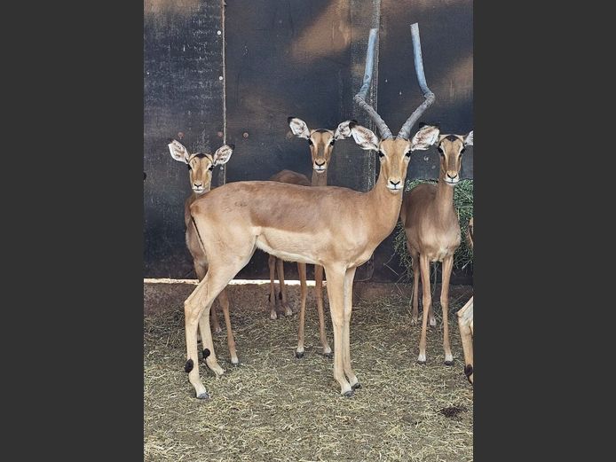 IMPALA | LIMPOPO STUD GAME