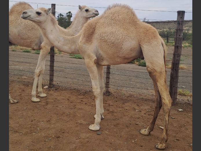 Mak bul en vers / Tame bull & heifer
