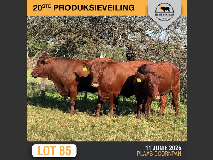 Commercial Animals | RENOSTERFONTEIN Bdy