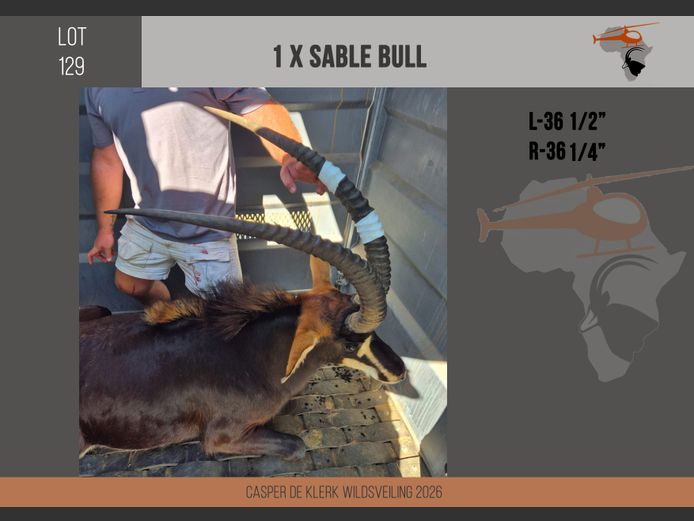 Sable (L-36 1/2" R-36 1/4")