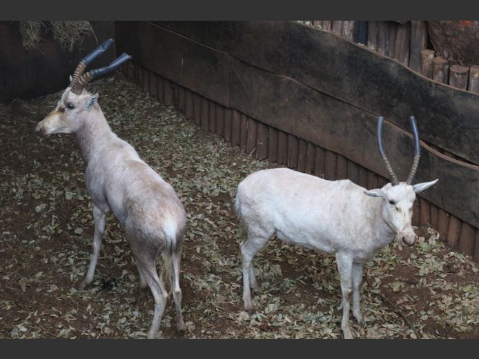 BLESBOKKE