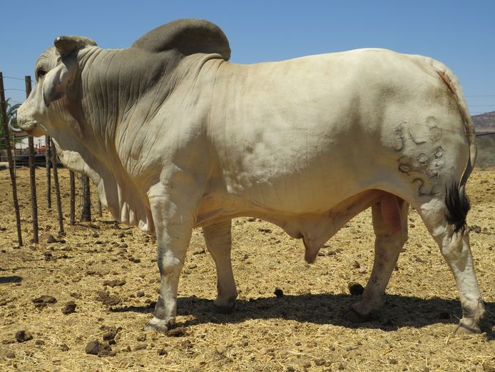 22-0899JLB | JLB BRAHMAN