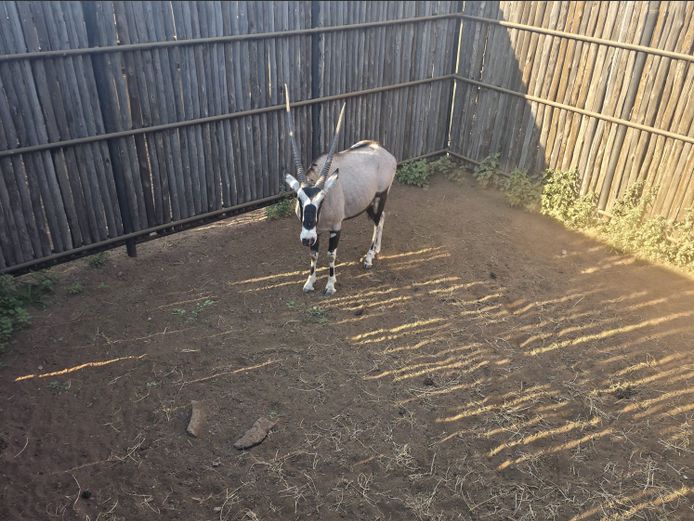 GEMSBOK | G.J Fourie 
