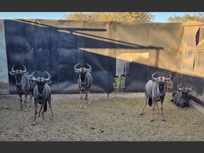BLUE WILDEBEEST | ZEBULA