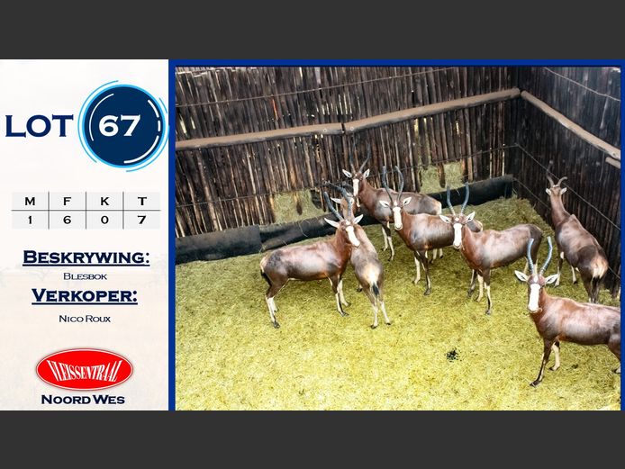 Blesbokke