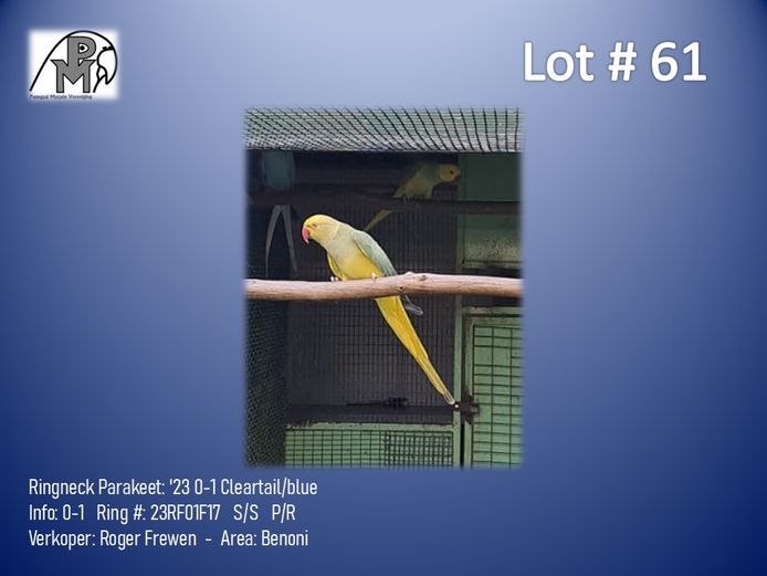 0-1 '23 Ringneck Parakeet: Cleartail/blue - Roger Frewen