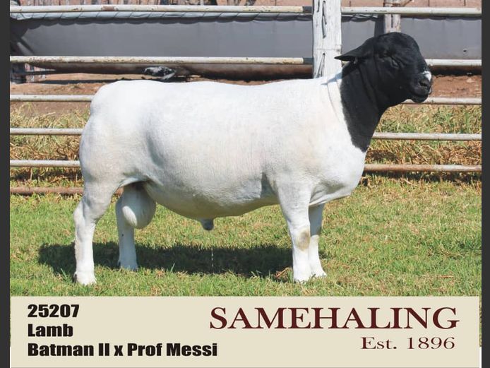 25207 | Samehaling Dorper 