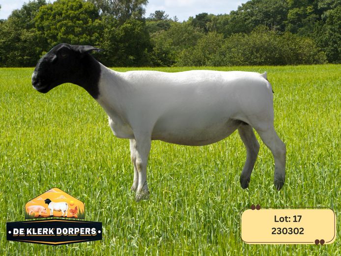 240302 | DE KLERK DORPERS