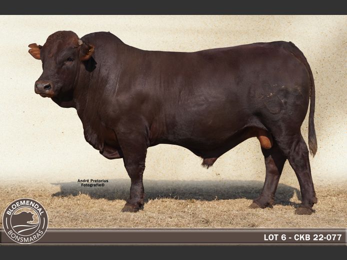CKB220077