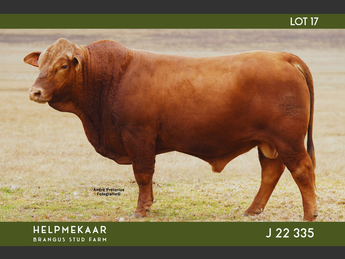 J22335 | CAMPHER, DR. EJ