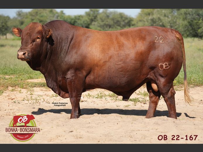 OB  220167 | BONKA BONSMARA (PTY) LTD
