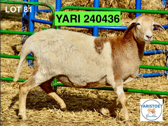 240436 | YARI STOET