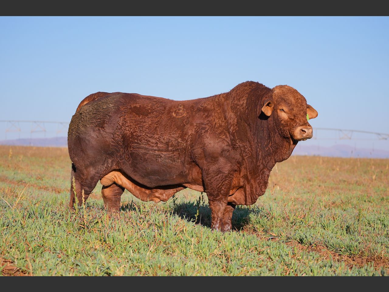 Lot 31 | 26STE NASIONALE BEEFMASTER VEILING | SwiftVEE | South Africa’s ...