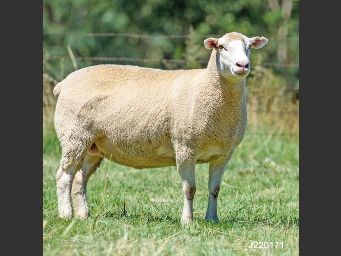 J  220171 | LEEUWKOP DORMERS