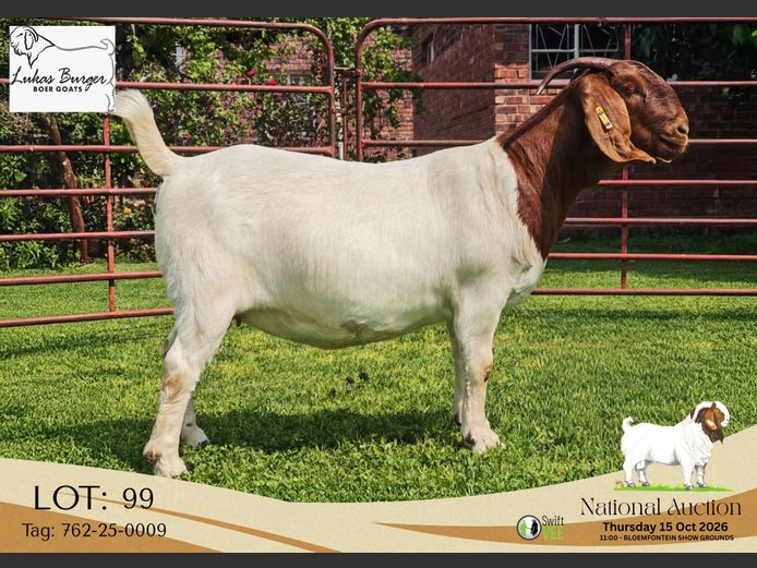 762-25-0009 | AWA Burger Boerbokstoet