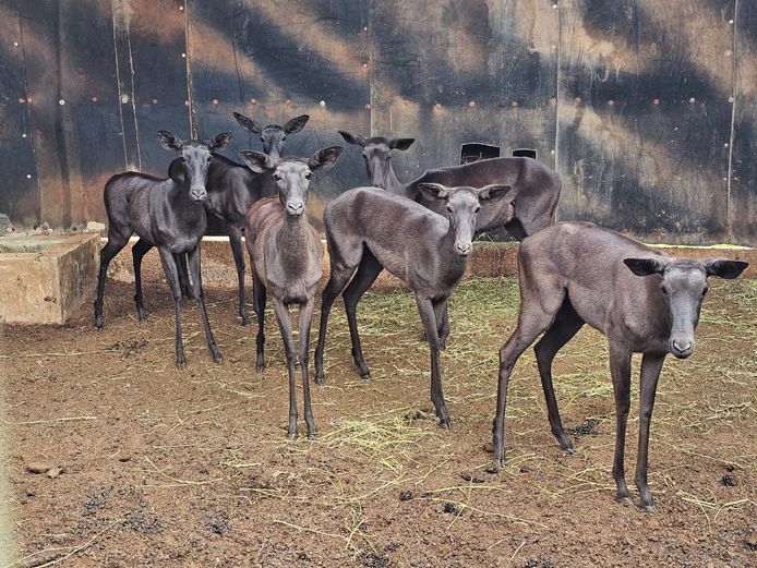 BLACK IMPALA | KAROI