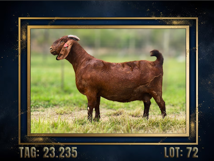 157230235 | CMLW Kalahari red stoet