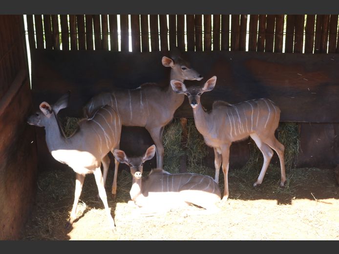 KOEDOES