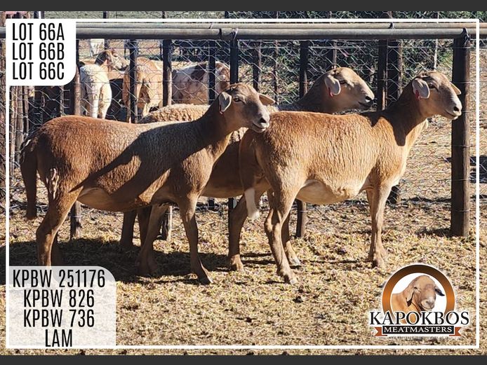 KPBW826 | Kapokbos Meatmasters