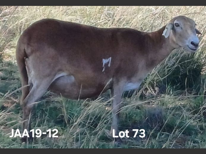 JAA 19-12 | Aucamp Meatmaster