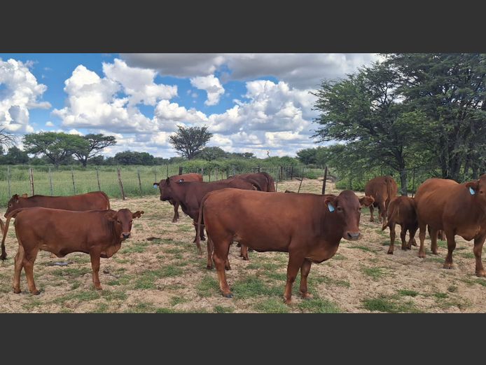 Commercial Animals | Denbot Bonsmaras