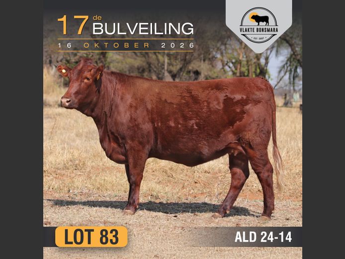 ALD240014 | ALDIGO BONSMARAS
