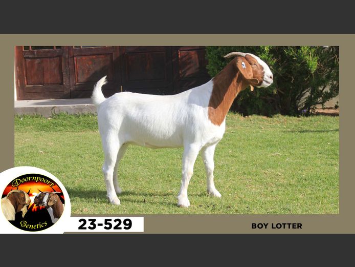 23-529  |  Boy Lotter