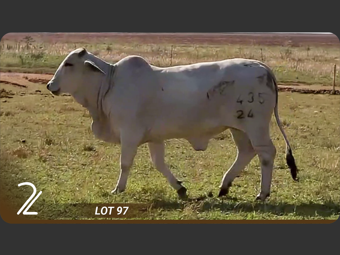 Commercial Animals | 2L BRAHMANE