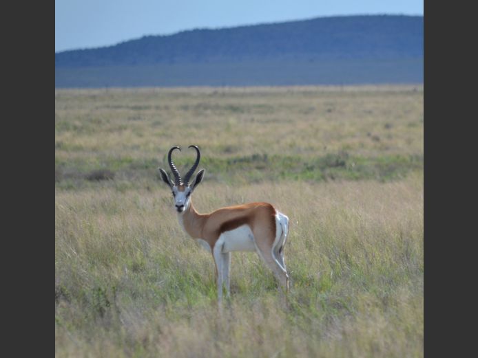 Kalahari Springbok | Leeukraal Wildboerdery (C Scheppel)