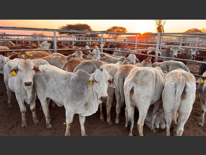 AGRA OTJIWARONGO WEANER AUCTION