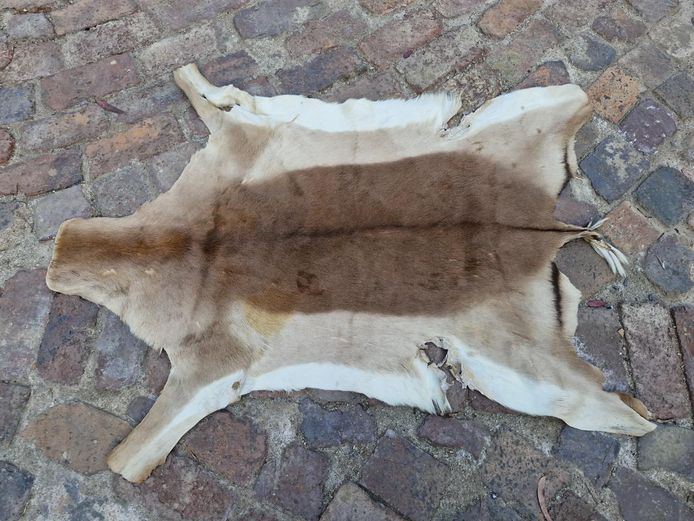 Natural Springbok Hide Skin Pelt Rug