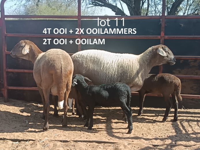 SR 24257 | COENIE VD MERWE