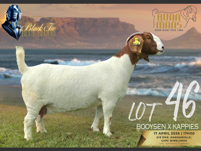 1584 24-25 | Ruan Mans Boerbokstoet