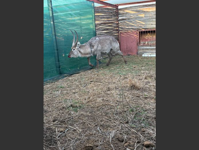 WATERBOK BUL