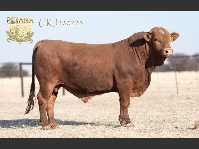 UKJ 220223
