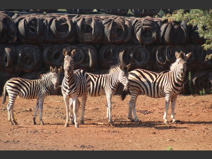 Zebras