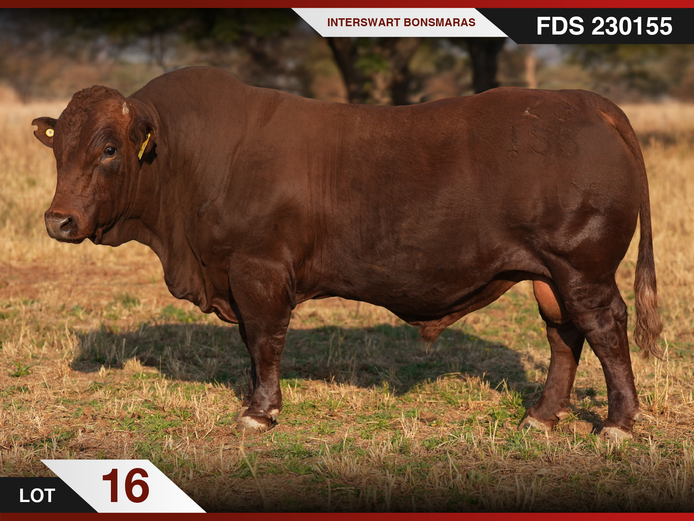 FDS 230155 | INTERSWART IN GDIENSTE EDMS BPK