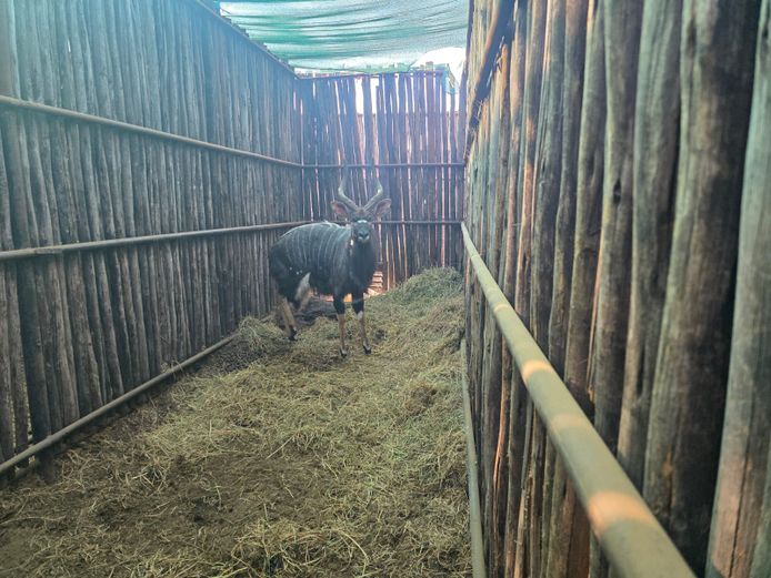 NJALA | ALESIA BOERDERY