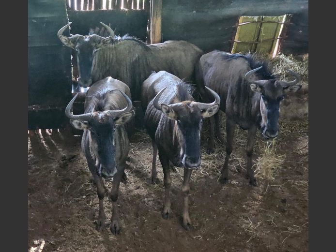 BLOUWILDEBEES | BUFFELSKLOOF 2